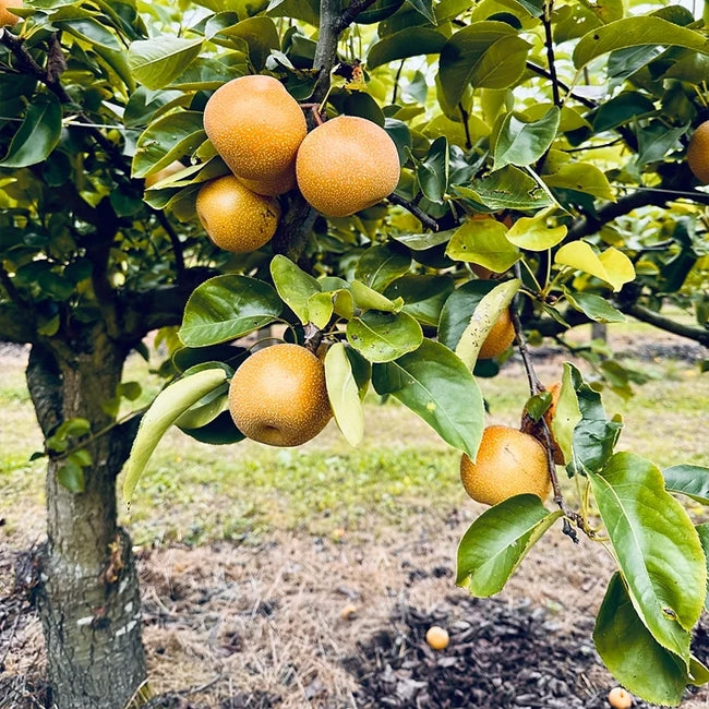 Nashi Pear Tropical Sunshu