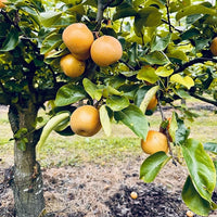 Nashi Pear Tropical Sunshu