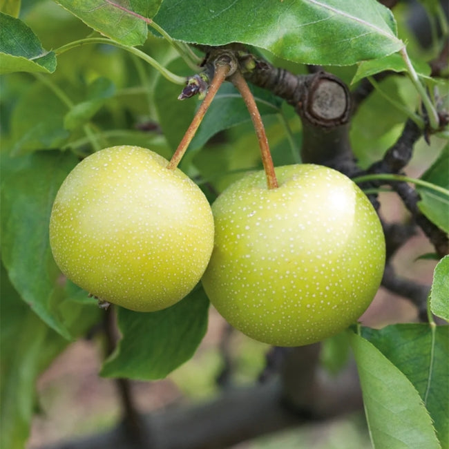 Nashi Pear Tropical Sunshu