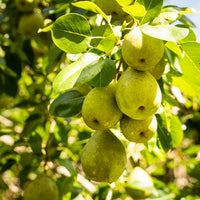 Nashi Pear Ya Li
