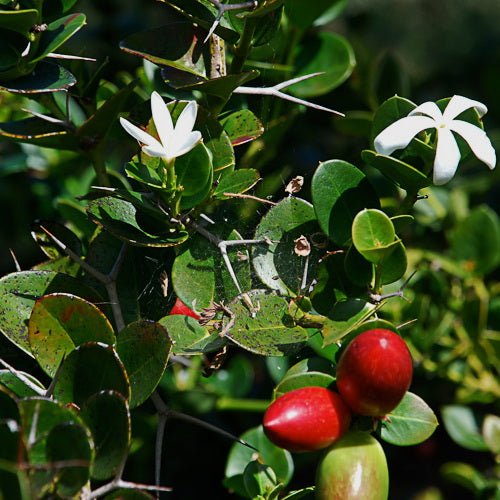 Natal Plum Desert Star (Carissa macrocarpa) - Ladybird Nursery