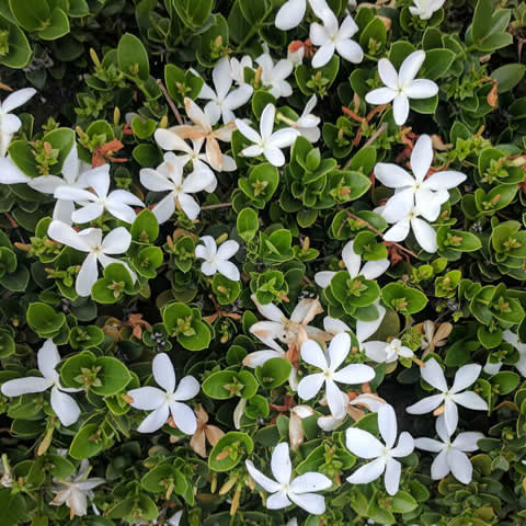 Natal Plum Desert Star (Carissa macrocarpa) - Ladybird Nursery