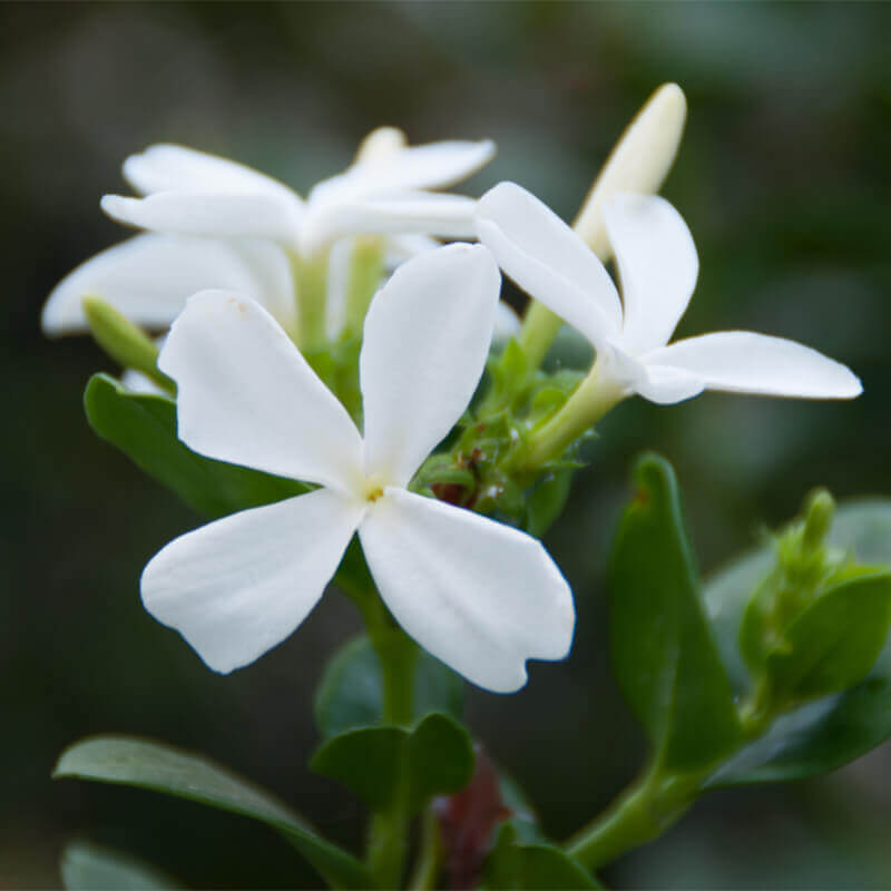Natal Plum Desert Star (Carissa macrocarpa) - Ladybird Nursery