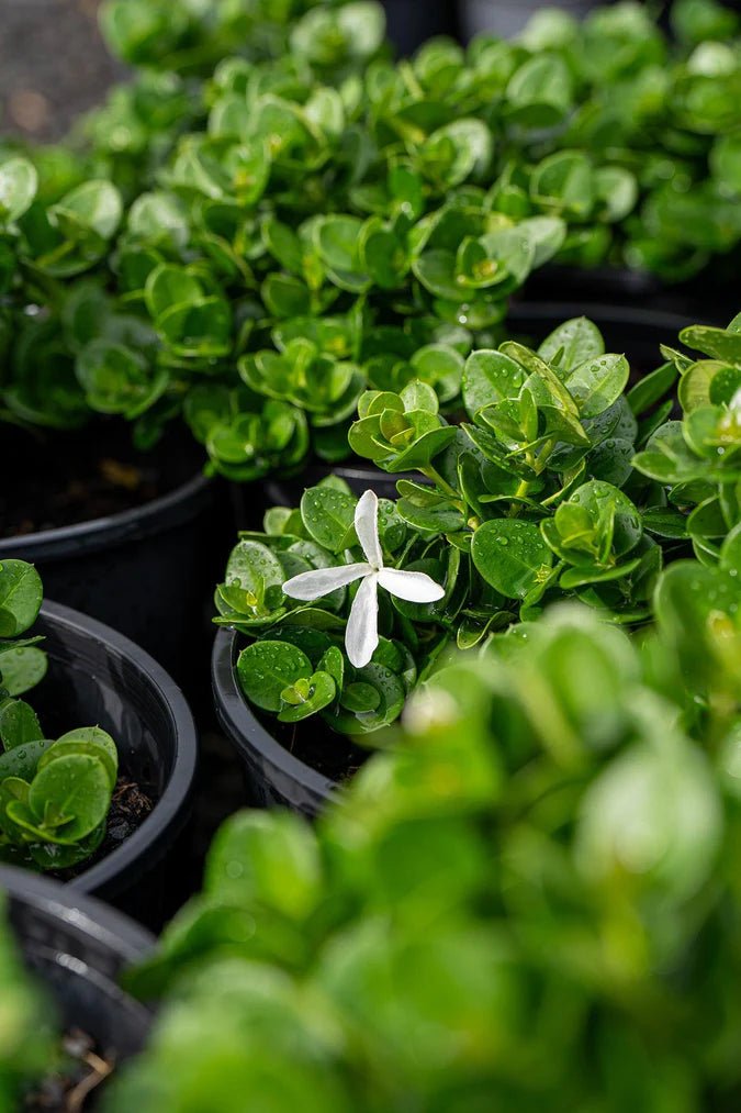 Natal Plum Desert Star (Carissa macrocarpa) - Ladybird Nursery