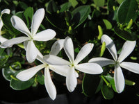 Natal Plum Green Carpet (Carissa macrocarpa)