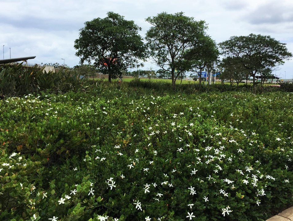 Natal Plum Green Carpet (Carissa macrocarpa) - Ladybird Nursery