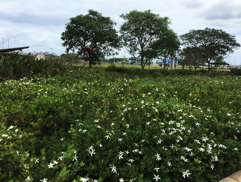 Natal Plum Green Carpet (Carissa macrocarpa)