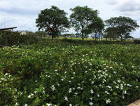 Natal Plum Green Carpet (Carissa macrocarpa)