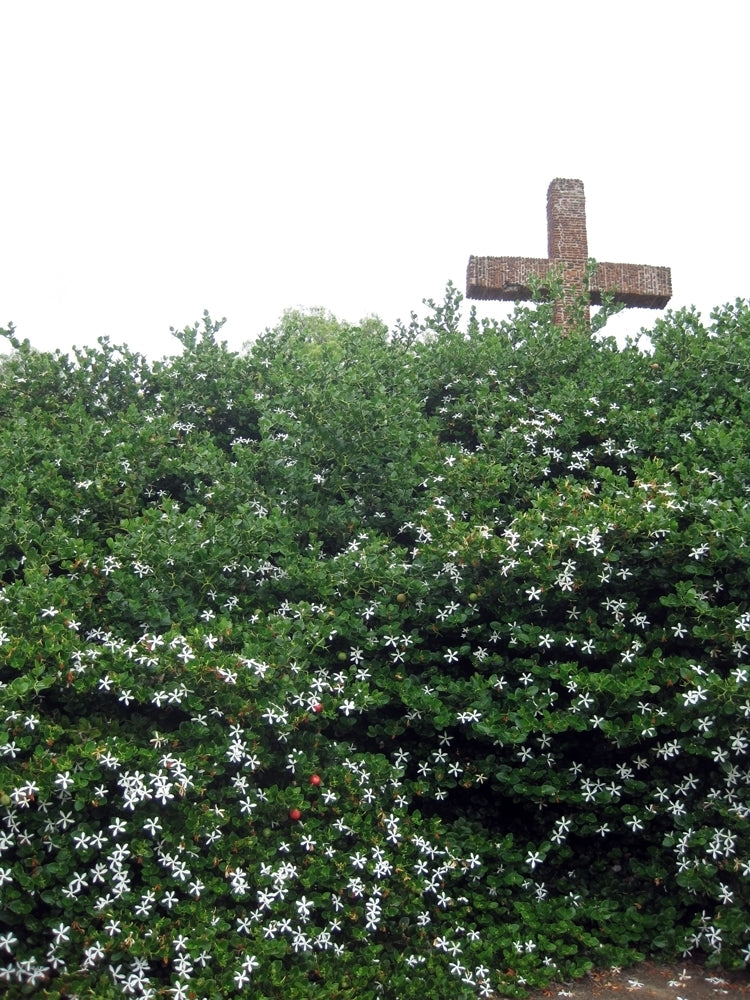Natal Plum Green Carpet (Carissa macrocarpa)