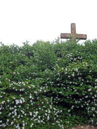 Natal Plum Green Carpet (Carissa macrocarpa)