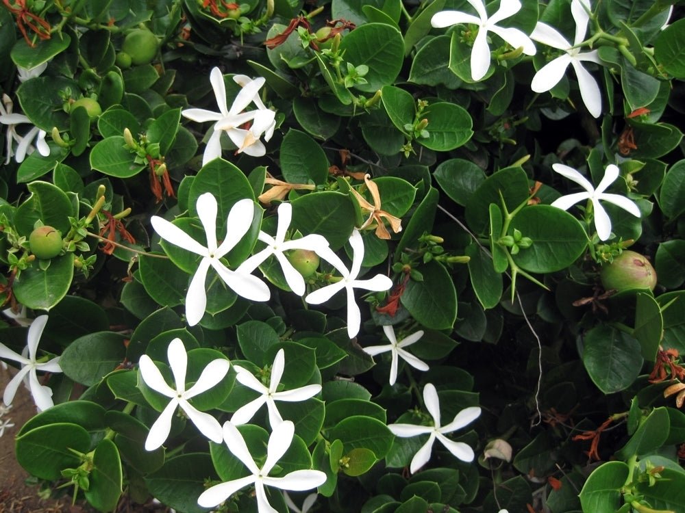 Natal Plum Green Carpet (Carissa macrocarpa) - Ladybird Nursery