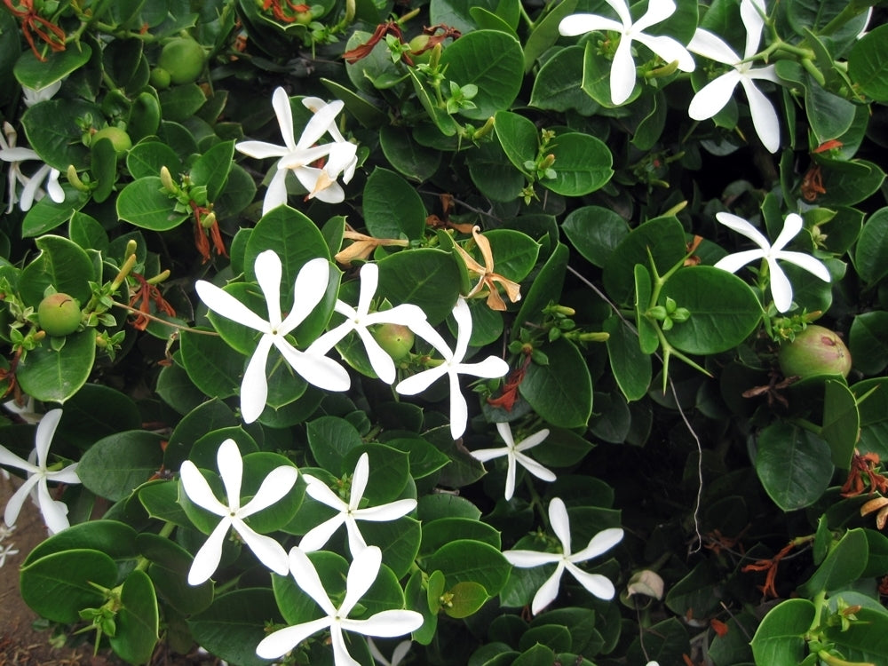Natal Plum Green Carpet (Carissa macrocarpa)
