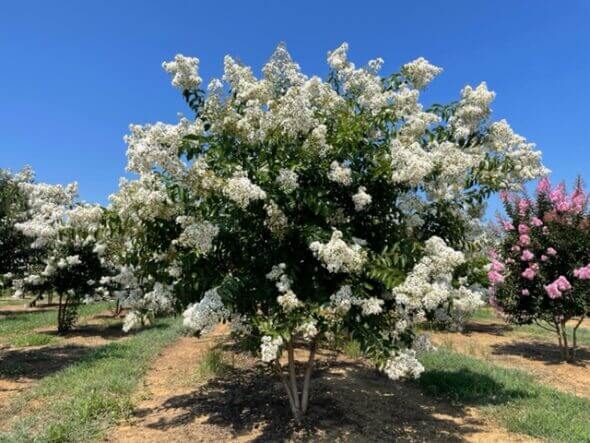 Crepe Myrtle Tree Form x fauriei Natchez White (Lagerstroemia indica)