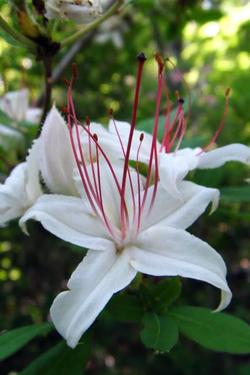 Azalea Refulgens - Ladybird Nursery