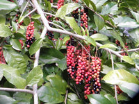 Native Currant (Antidesma erostre)