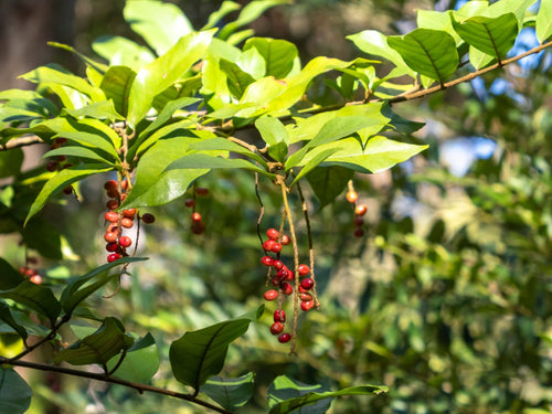Native Currant (Antidesma erostre) - Ladybird Nursery