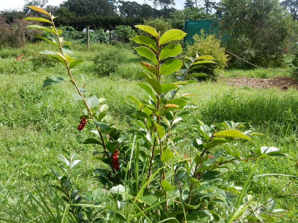 Native Currant (Antidesma erostre)
