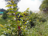 Native Currant (Antidesma erostre) - Ladybird Nursery