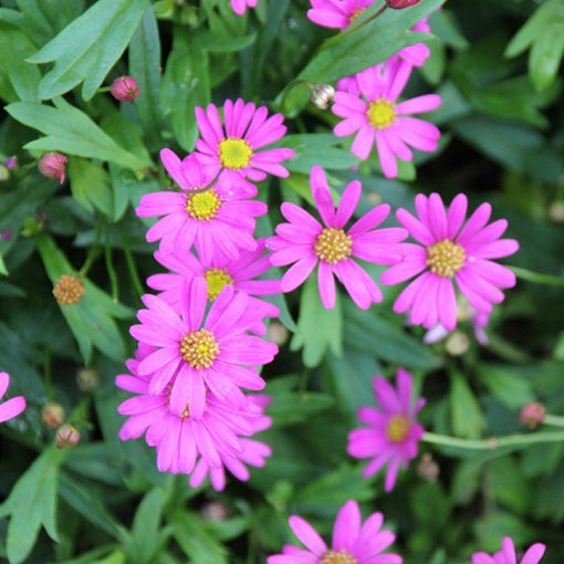 Cut-leaf Daisy Break O Day (Brachyscome multifida)