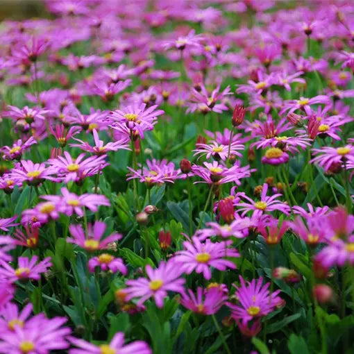 Cut-leaf Daisy (Brachyscome multifida)