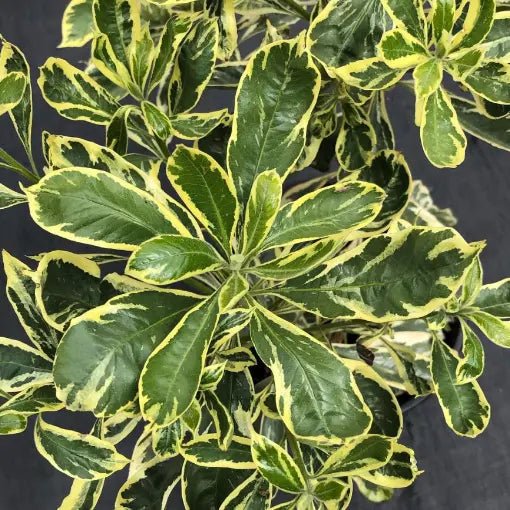 Native Frangipani Gold Halo (Hymenosporum flavum) - Ladybird Nursery