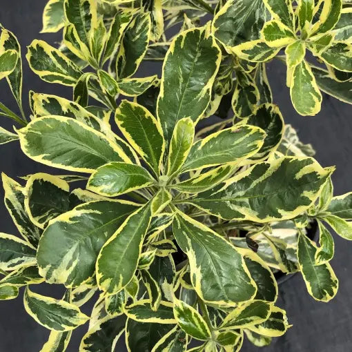 Native Frangipani Gold Halo (Hymenosporum flavum)