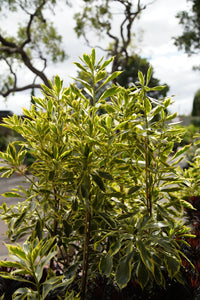 Native Frangipani Gold Halo (Hymenosporum flavum)