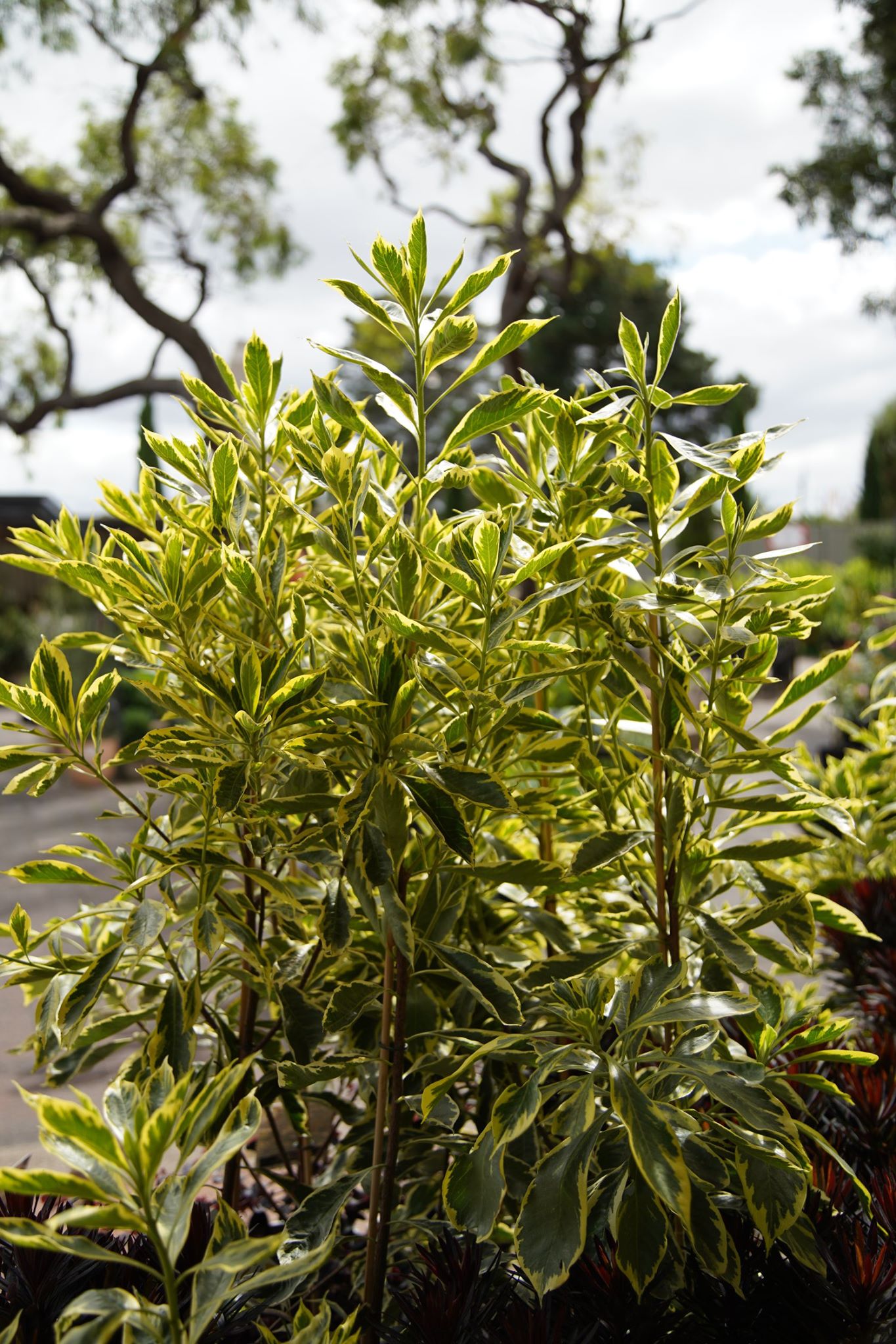 Native Frangipani Gold Halo (Hymenosporum flavum) - Ladybird Nursery