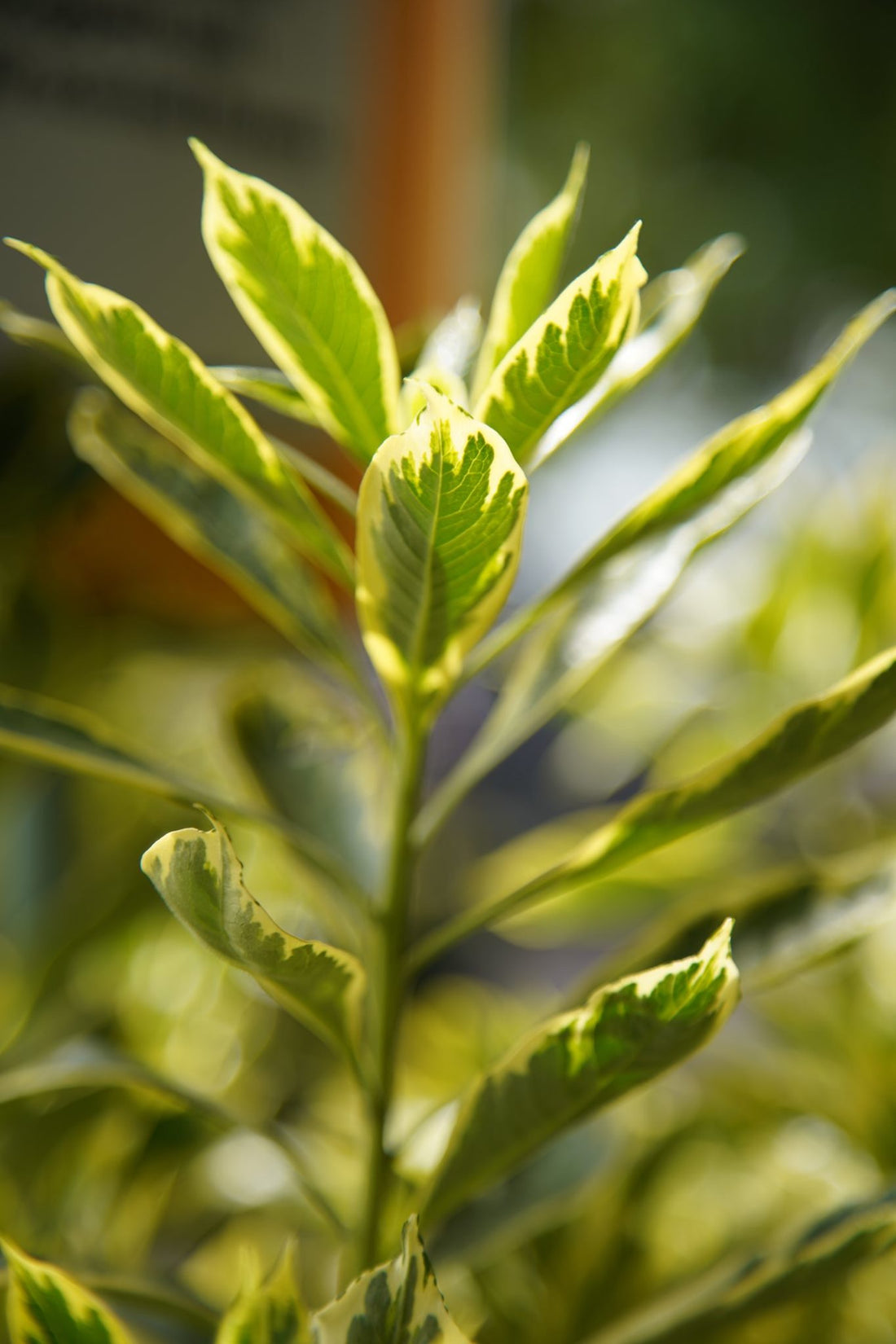 Native Frangipani Gold Halo (Hymenosporum flavum) - Ladybird Nursery