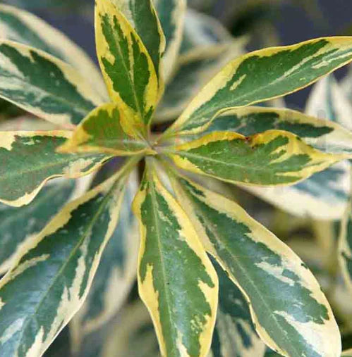Native Frangipani Gold Halo (Hymenosporum flavum)
