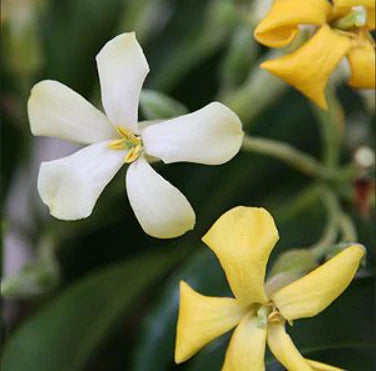 Native Frangipani Gold Halo (Hymenosporum flavum)