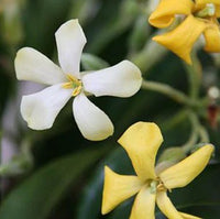 Native Frangipani Gold Halo (Hymenosporum flavum) - Ladybird Nursery