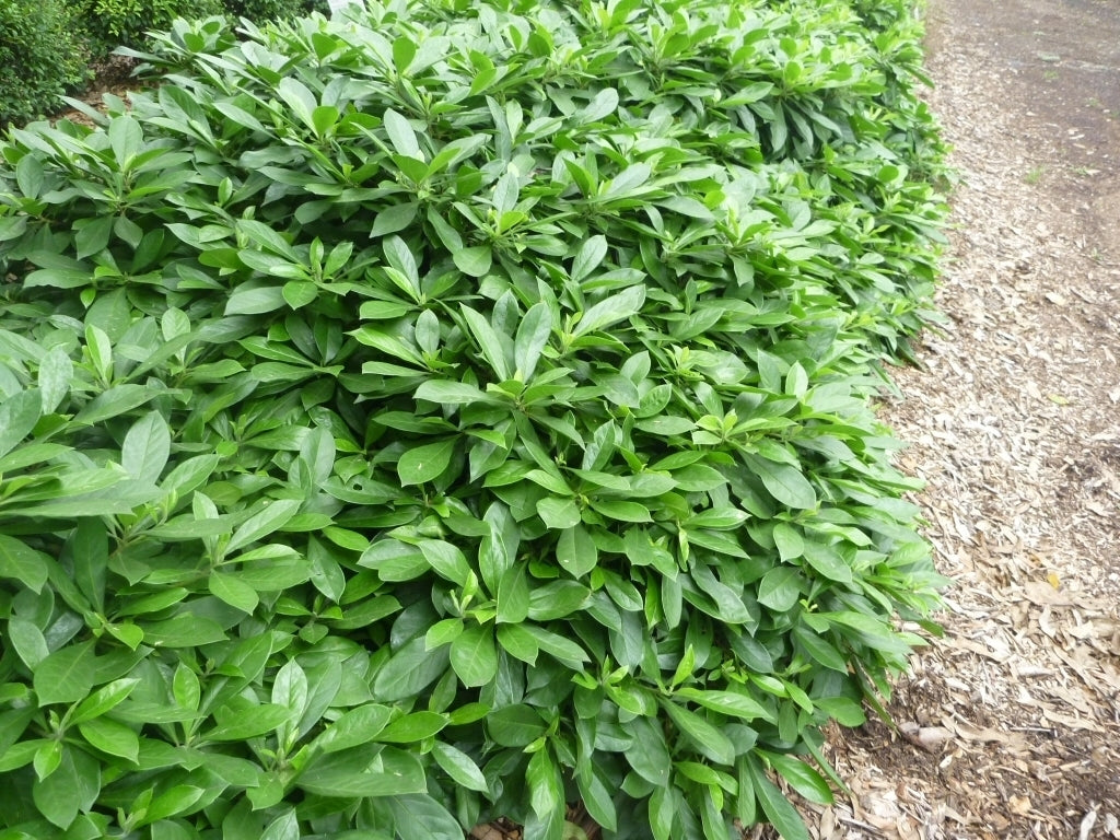 Native Frangipani Gold Nugget (Hymenosporum flavum)