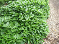 Native Frangipani Gold Nugget (Hymenosporum flavum)