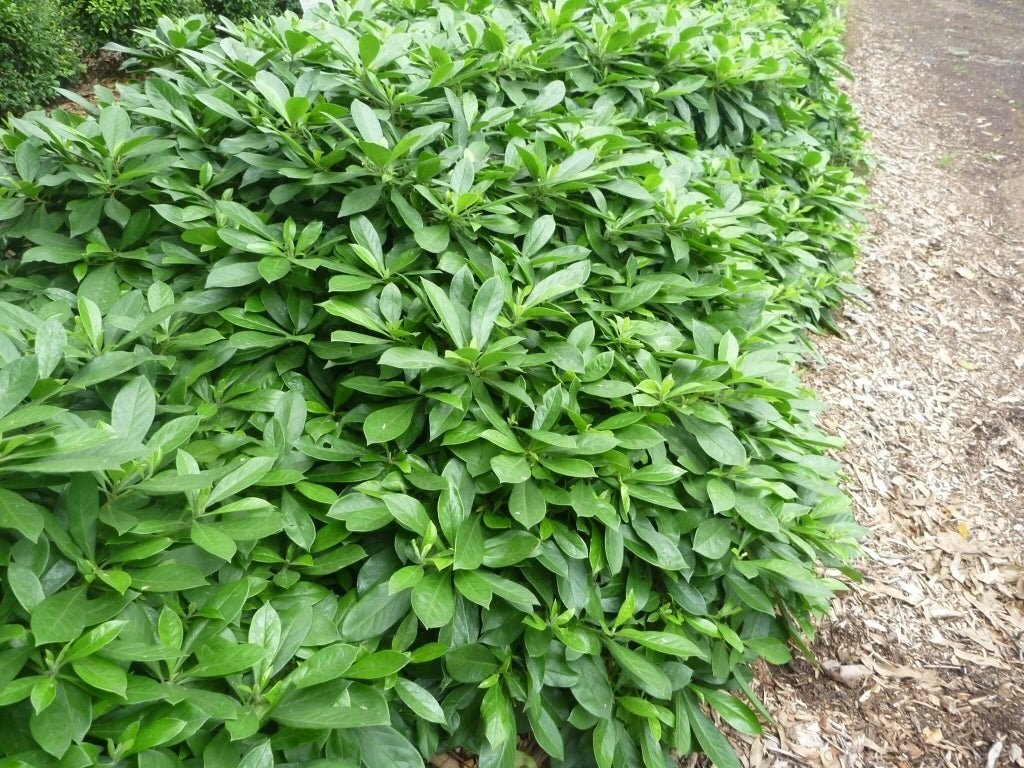 Native Frangipani Gold Nugget (Hymenosporum flavum) - Ladybird Nursery