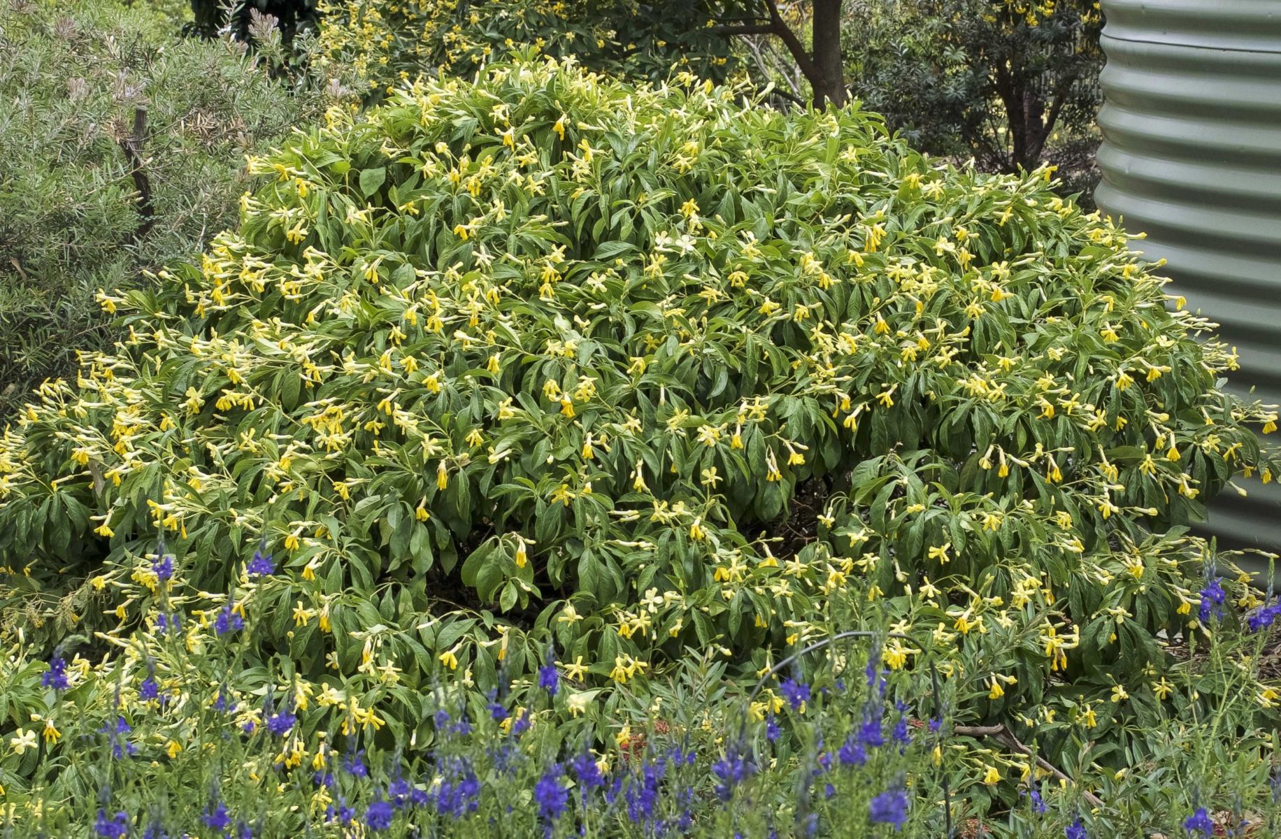 Native Frangipani Gold Nugget (Hymenosporum flavum) - Ladybird Nursery