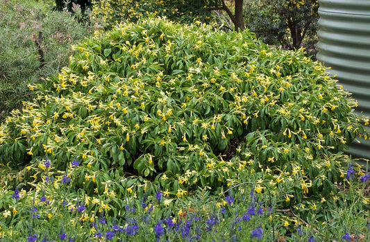 Native Frangipani Gold Nugget (Hymenosporum flavum)