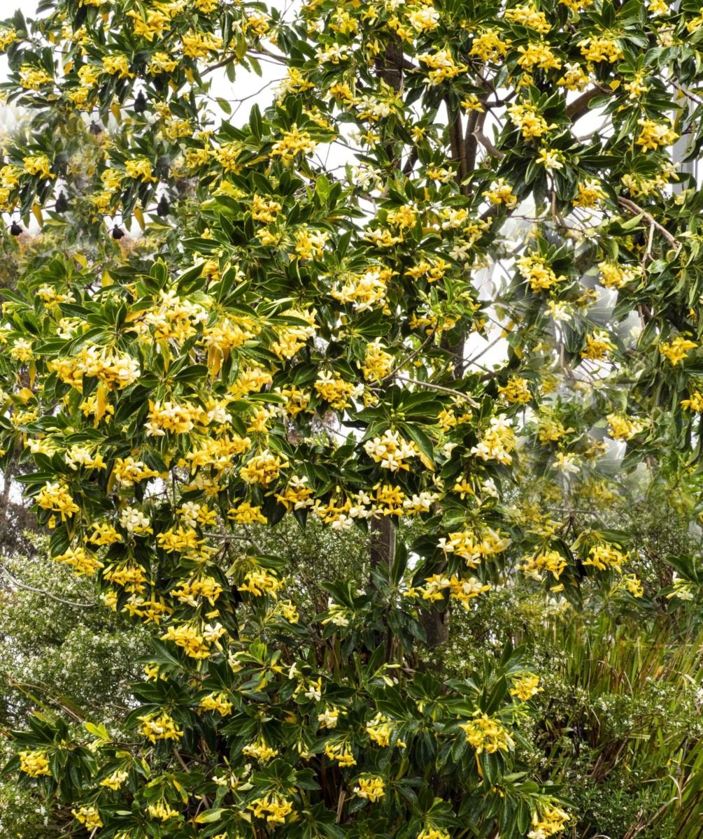 Native Frangipani Gold Nugget (Hymenosporum flavum) - Ladybird Nursery