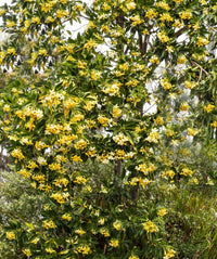 Native Frangipani Gold Nugget (Hymenosporum flavum) - Ladybird Nursery