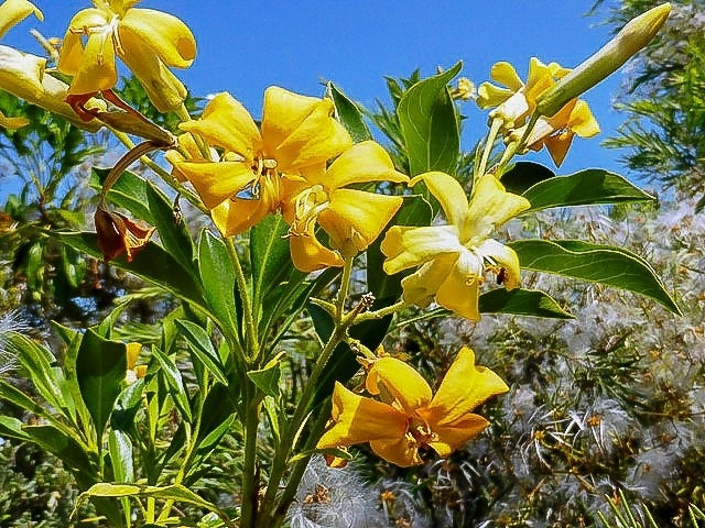 Native Frangipani Gold Nugget (Hymenosporum flavum)