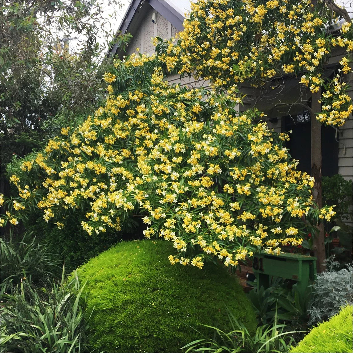 Native Frangipani (Hymenosporum flavum)