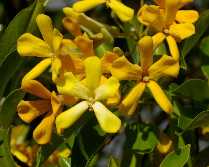 Native Frangipani (Hymenosporum flavum)