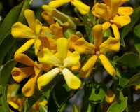 Native Frangipani (Hymenosporum flavum)