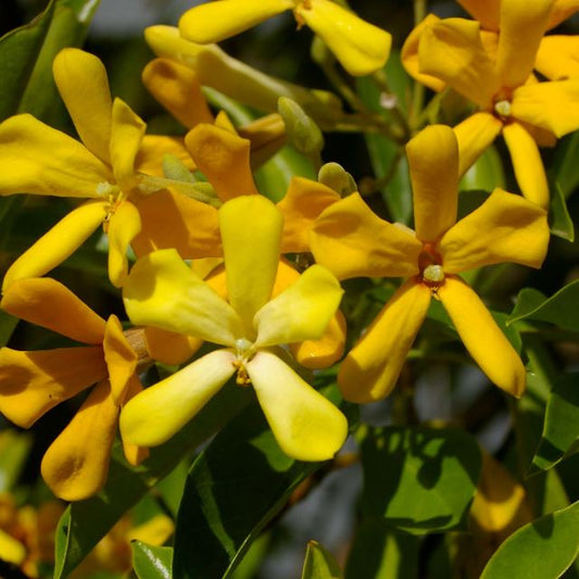 Native Frangipani (Hymenosporum flavum) - Ladybird Nursery