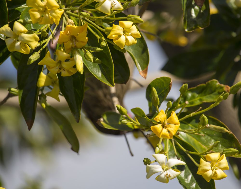 Native Frangipani (Hymenosporum flavum) - Ladybird Nursery