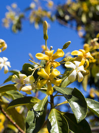 Native Frangipani (Hymenosporum flavum)