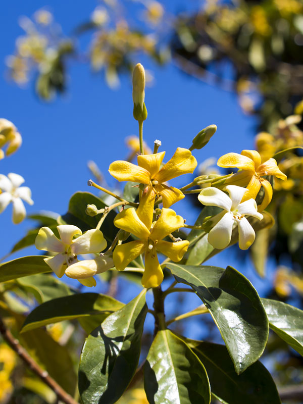 Native Frangipani (Hymenosporum flavum)