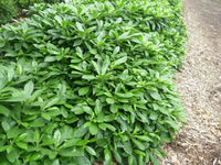 Native Frangipani Lushious (Hymenosporum flavum) - Ladybird Nursery