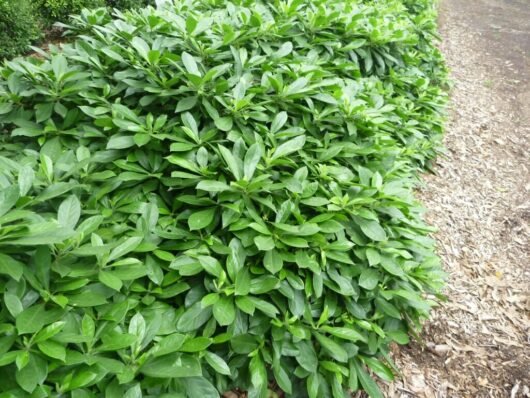 Native Frangipani Lushious (Hymenosporum flavum) - Ladybird Nursery