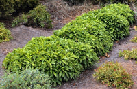 Native Frangipani Lushious (Hymenosporum flavum)